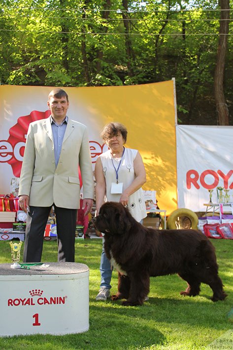 Фото: ньюфаундленд Госпожа Удача с Берега Дона (Gospozha Udacha s Berega Dona)