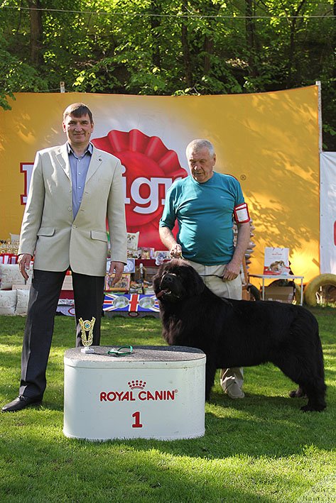 Фото: ньюфаундленд Жоржетта с Берега Дона (Zhorzhetta s Berega Dona)