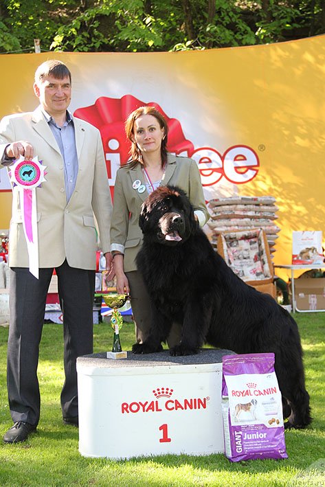 Фото: ньюфаундленд Жанетта с Берега Дона (Zhanetta s Berega Dona)