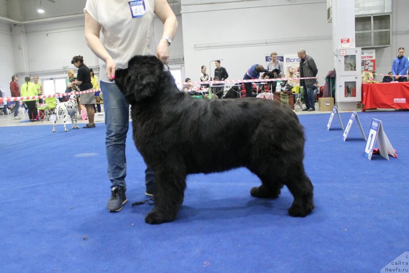 Фото: ньюфаундленд Супер Премиум Ундерковер Лове (Super Premium Undercover Love)