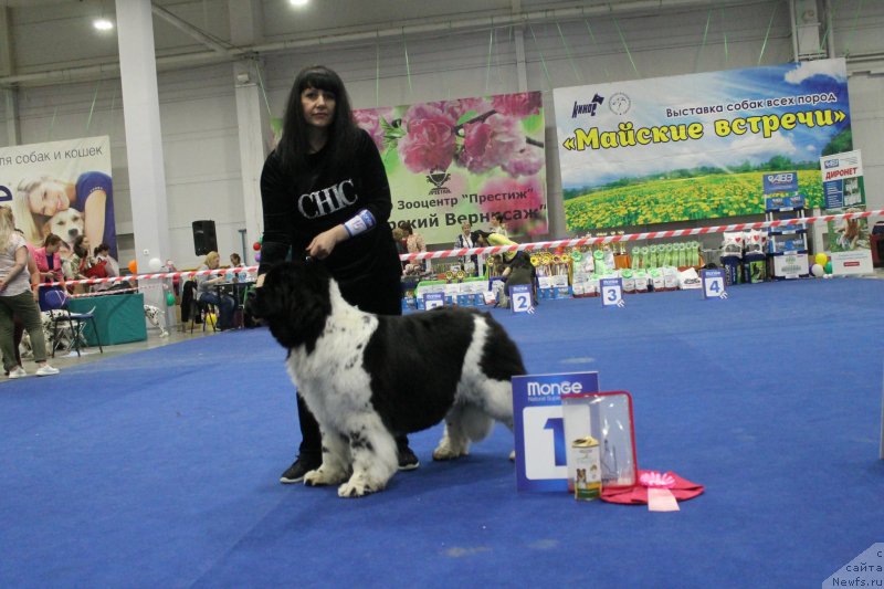 Фото: ньюфаундленд Фиаметтахауз Мартини Бьянка (Fiamettahauz Martini Bianka)