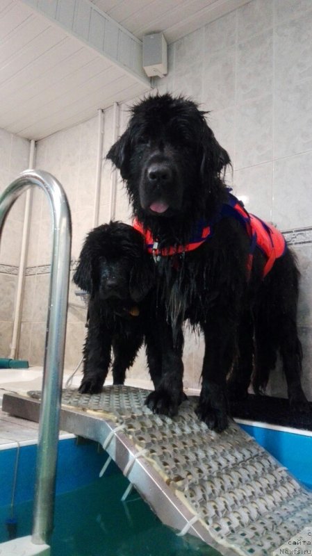 Фото: ньюфаундленд My Frend Newfy' Abigail Miss Churchill, ньюфаундленд Перл оф Сиа Дипс Жизель