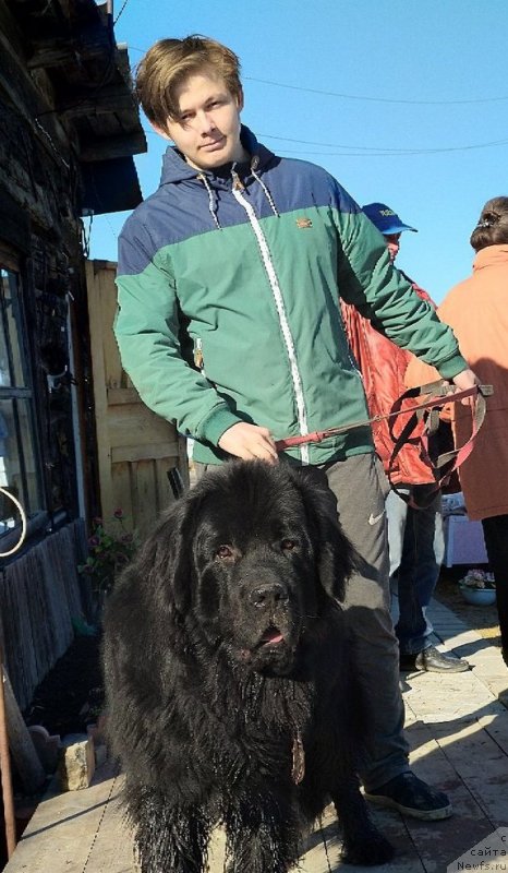 Фото: ньюфаундленд Браунблад MCК Лэджендари Норс (Brownblood MSK Lagendary North)