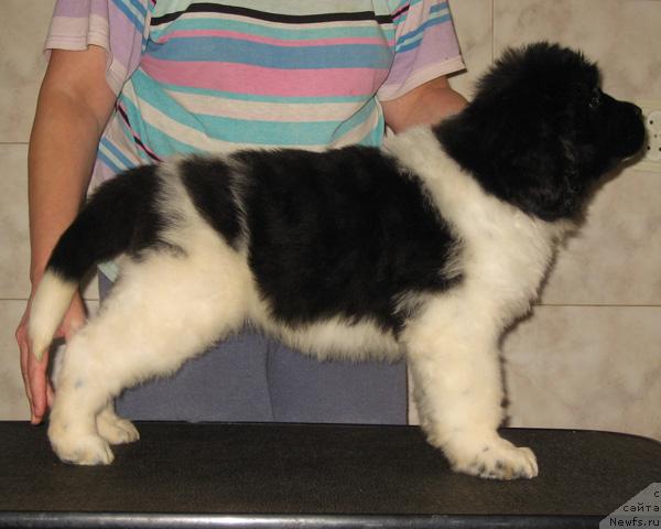 Фото: ньюфаундленд Находка Для Души с Берега Дона (Nahodka Dlya Dushi s Berega Dona)