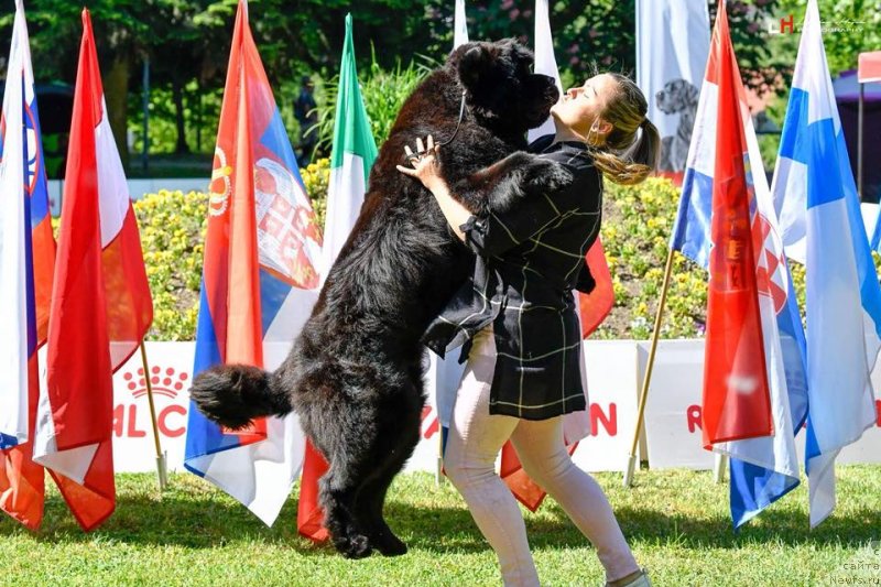 Фото: ньюфаундленд Ньюфорт Инстинкт Виннер Кнайт Итус