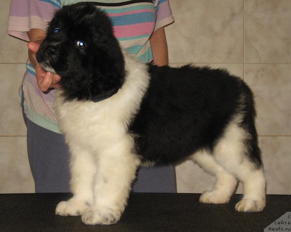 Фото: ньюфаундленд Находка Для Души с Берега Дона (Nahodka Dlya Dushi s Berega Dona)