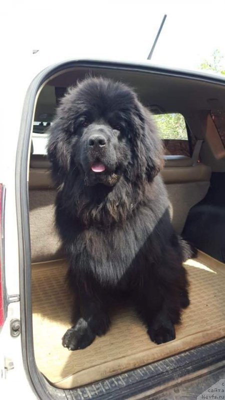 Фото: ньюфаундленд Луис Ферод Винтаж (Luis Ferod Vintazh)