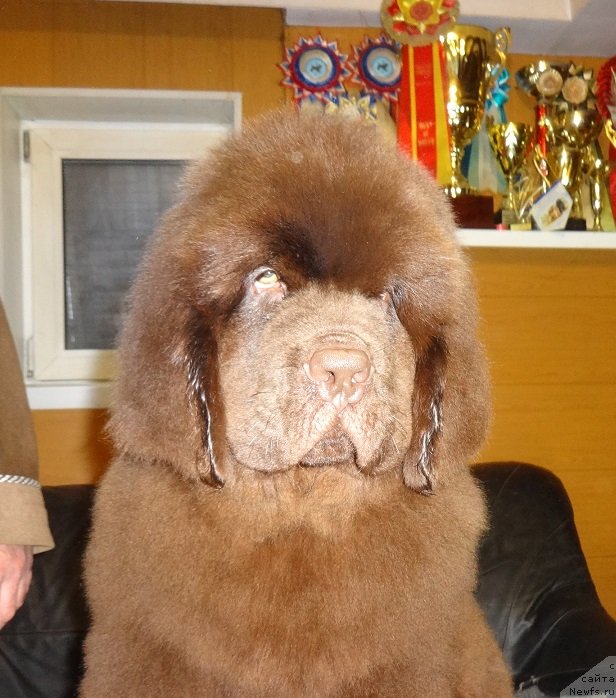 Фото: ньюфаундленд Ньюфорт Миллениум