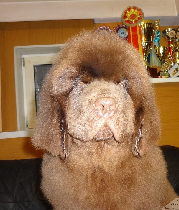 Фото: ньюфаундленд Ньюфорт Миллениум