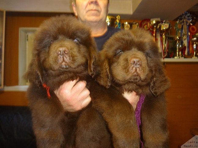 Фото: ньюфаундленд Ньюфорт Макларен (Njufort Maclaren)