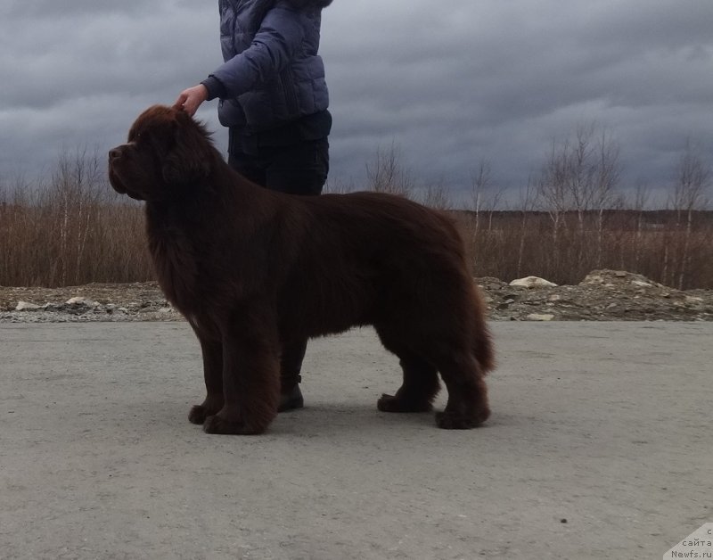 Фото: ньюфаундленд Фанньюф Авалон (Funnewf Avalon)