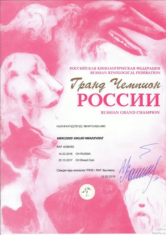 Фото: ньюфаундленд Мерседес Вялiкi Мядзведзь (Mercedes Vialiki Miadzvedz)