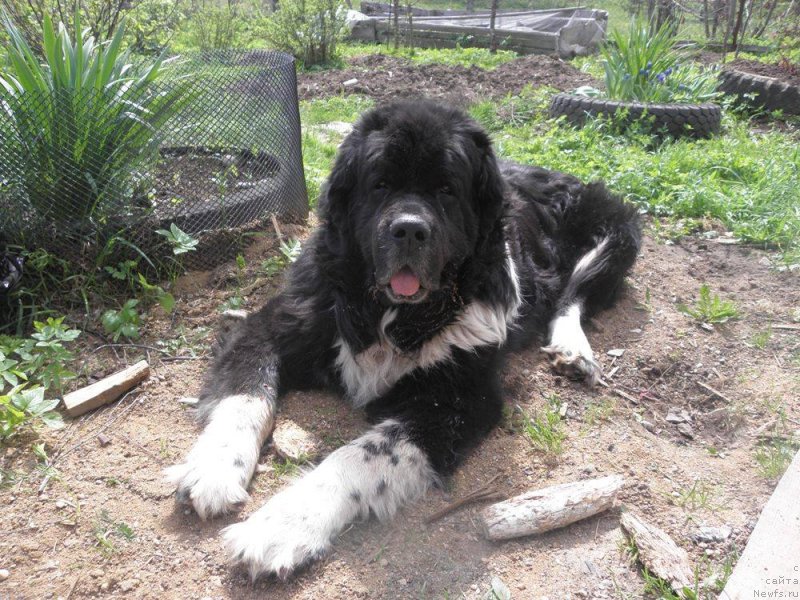 Фото: ньюфаундленд Старбимовлав Гардемарин