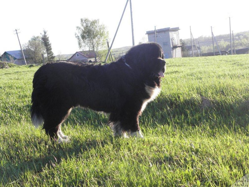 Фото: ньюфаундленд Старбимовлав Гардемарин