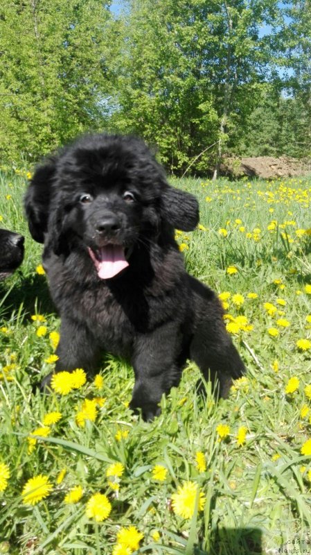 Фото: ньюфаундленд Перл оф Сиа Дипс Жизель