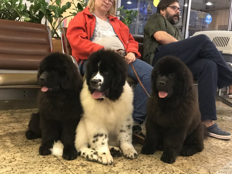 Фото: ньюфаундленд Callistos to Russia With Love