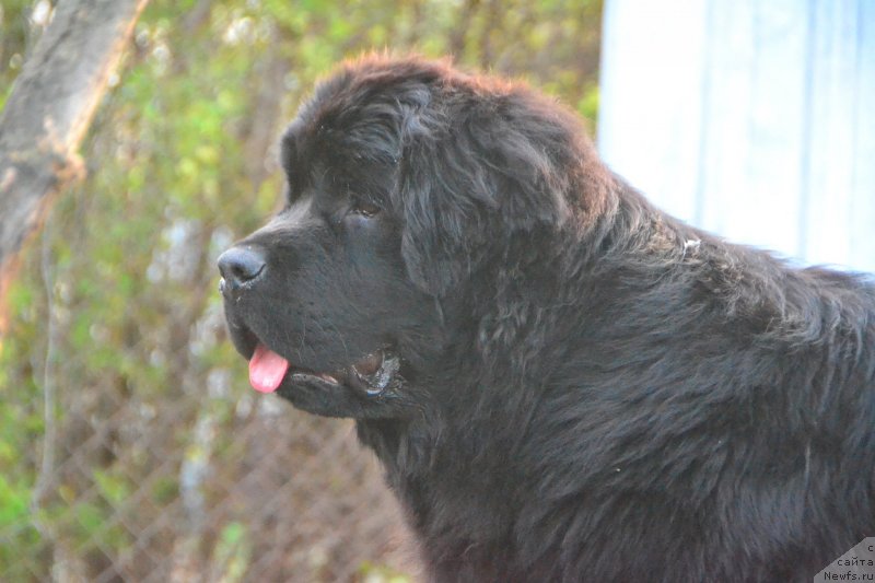 Фото: ньюфаундленд Талисман Моря Изумрудная Волна