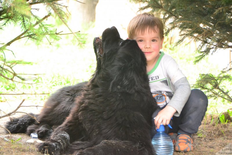 Фото: ньюфаундленд Талисман Моря Изумрудная Волна