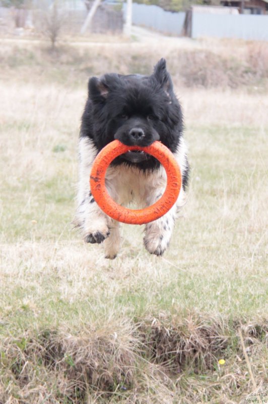 Фото: ньюфаундленд Аквиан Сонг Саншайн