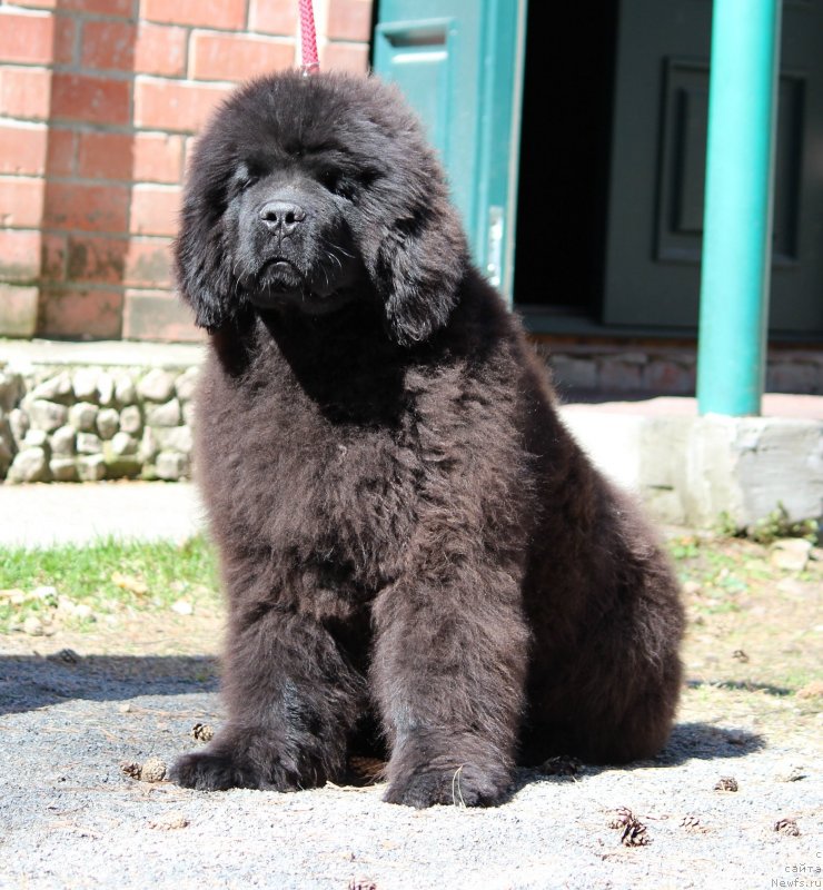 Фотография № 235854