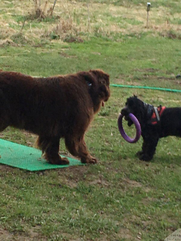 Фото: ньюфаундленд Браунблад МСК Дарли Ринна (Brownblood MSK Darley Rinna)