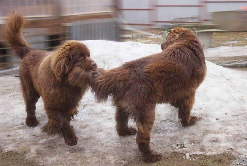 Фото: ньюфаундленд Браунблад МСК Даймонд Макс, ньюфаундленд Браунблад МСК Дарлина Джой (Brownblood MSK Darlina Joy)