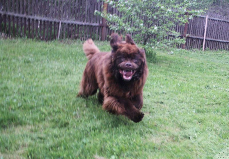 Фото: ньюфаундленд Браунблад МСК Двайт Гарнет