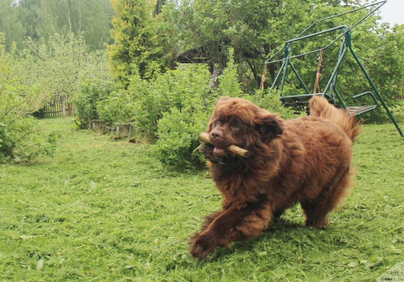 Фото: ньюфаундленд Браунблад МСК Двайт Гарнет