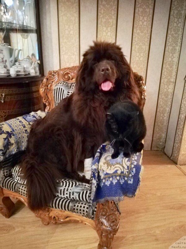 Фото: ньюфаундленд Браунблад МСК Сабина Эстер (Brownblood MSK Sabina Ester)