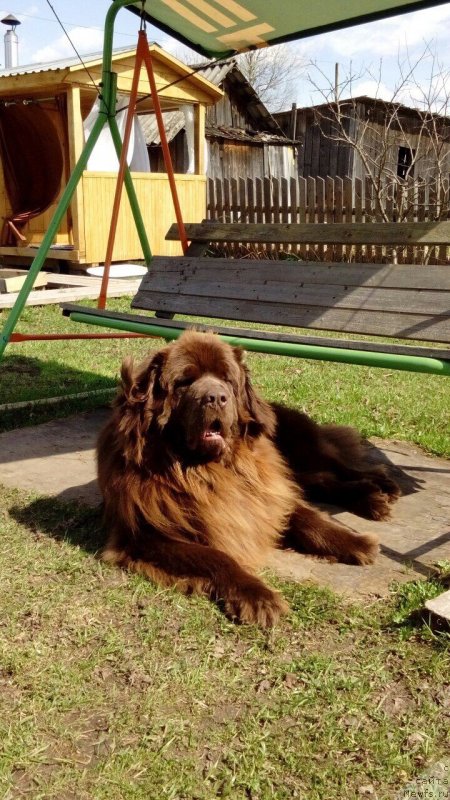 Фото: ньюфаундленд Браунблад МСК Сидни Свитин Санлайт