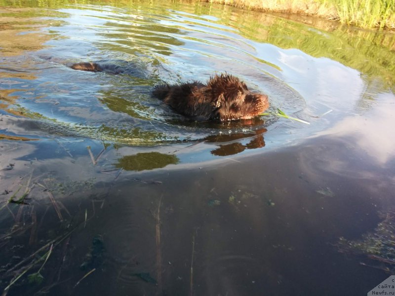 Фото: ньюфаундленд Браунблад МСК Дрими Эйн (Brownblood MSK Drimi Ein)