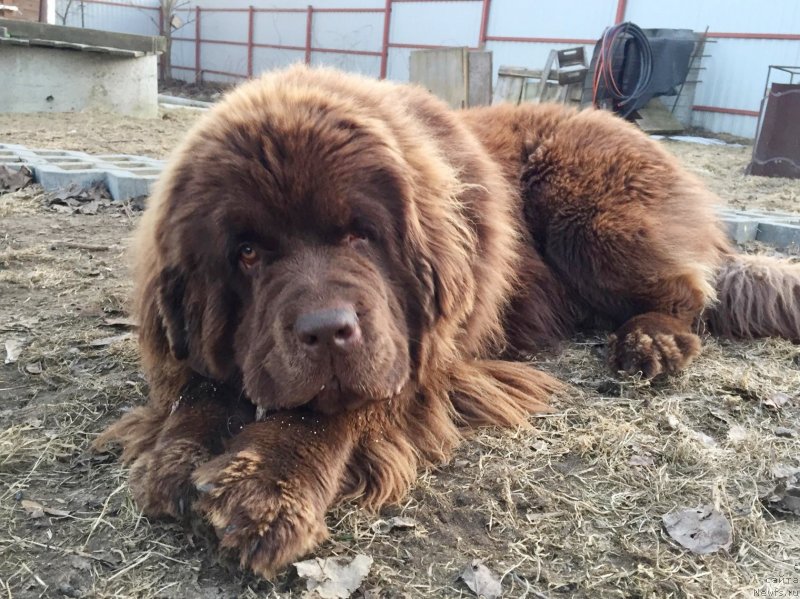 Фото: ньюфаундленд Браунблад МСК Даймонд Макс