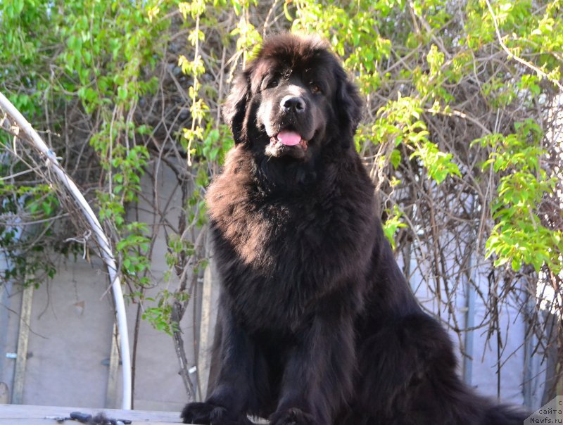 Фото: ньюфаундленд Талисман Моря Магия Волн