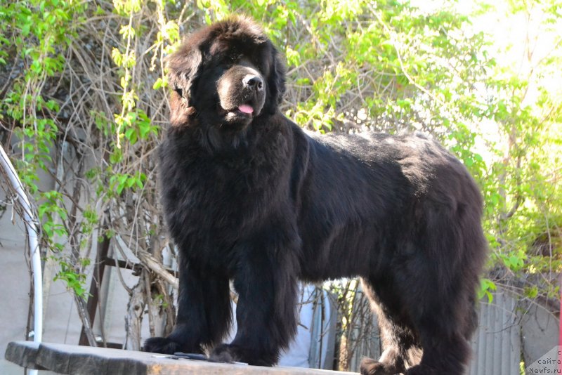 Фото: ньюфаундленд Талисман Моря Магия Волн