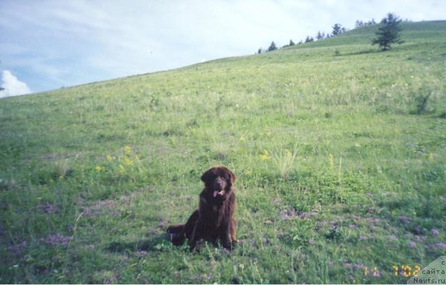 Фото: ньюфаундленд Ласточка из Медвежьего Яра (Lastochka iz Medvejyego Yara)