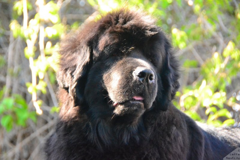 Фото: ньюфаундленд Талисман Моря Магия Волн