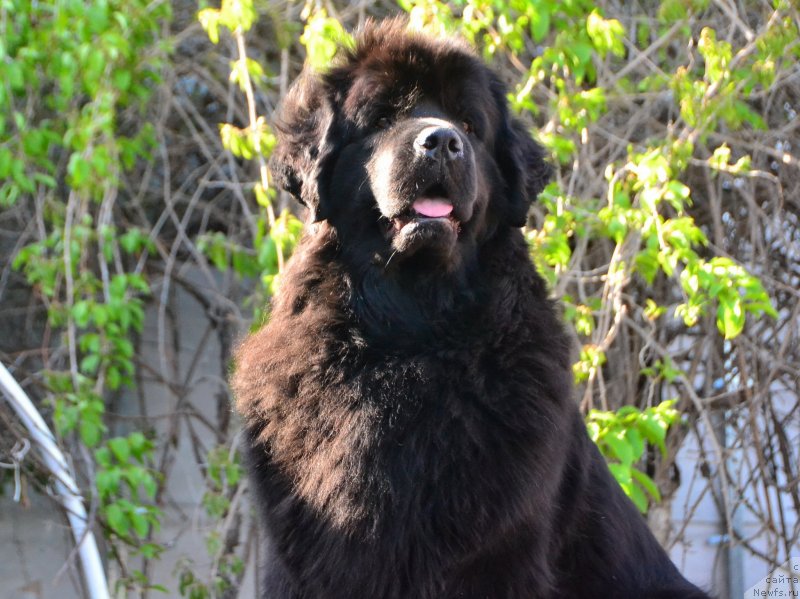 Фото: ньюфаундленд Талисман Моря Магия Волн