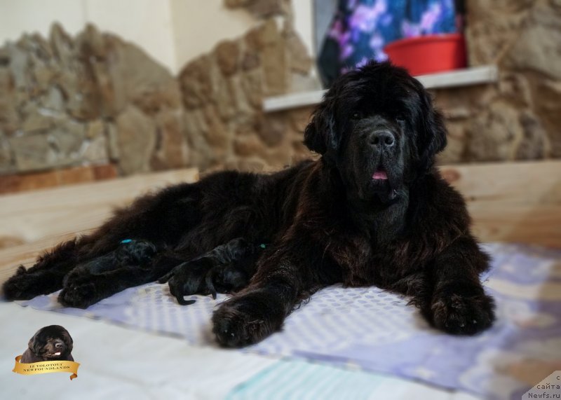 Фото: Виктор Хрищанович, ньюфаундленд И’м Mинт ту би зэ Топ из Волотова (I’m Meant to be The Top iz Volotova)