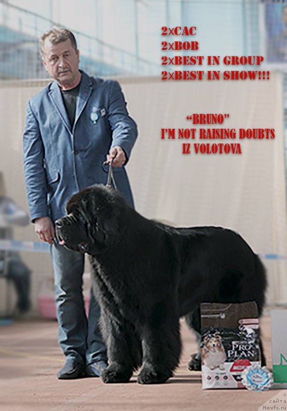 Фото: Виктор Хрищанович, ньюфаундленд И’мнотрэйзинг Дабтс из Волотова (I’mnotraising Doubts iz Volotova)