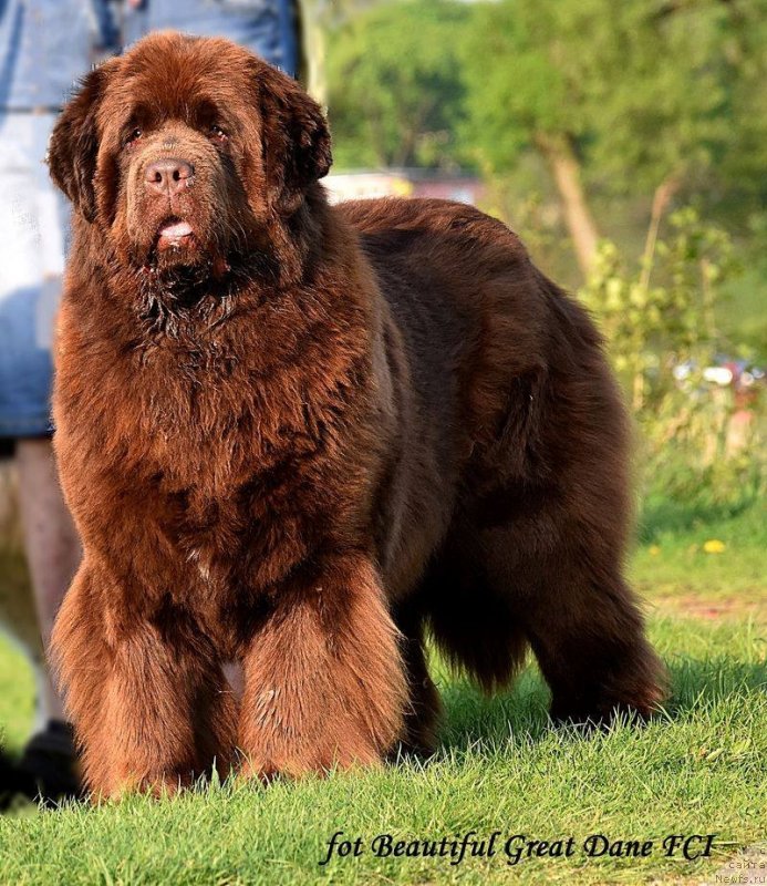 Фото: ньюфаундленд Браунблад МСК Армата Лойар Аид (Brownblood MSK Armata Loyar Aid)