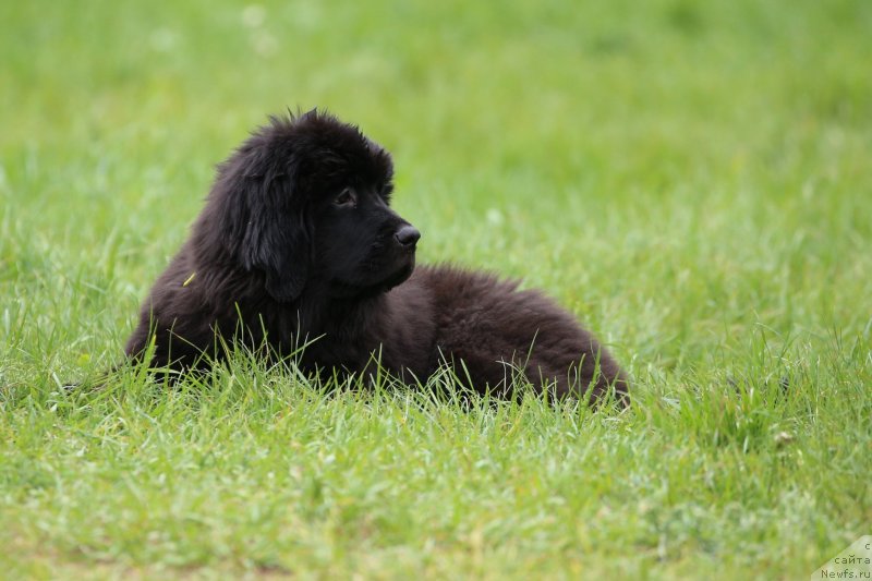 Фото: ньюфаундленд Перл оф Сиа Дипс Жизель