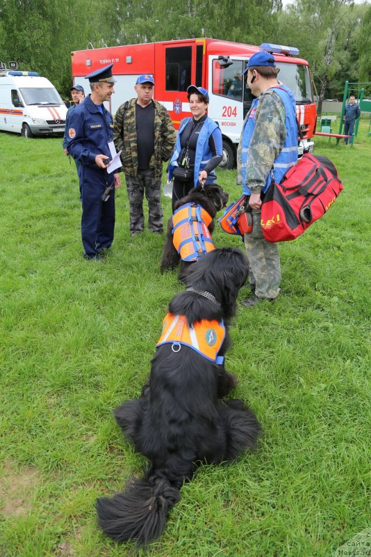 Фото: Леонид, ньюфаундленд Сент Джонс Ларель Леоланда (Sent Djons Larel Leolanda), Александр Бурмистров, Елена Богданова, ньюфаундленд Ангел Хранитель Граффидд (Angel Khranitel Gruffidd)
