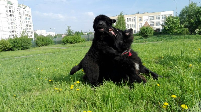 Фото: ньюфаундленд My Frend Newfy' Abigail Miss Churchill, ньюфаундленд Перл оф Сиа Дипс Жизель