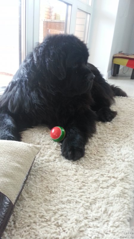 Фото: ньюфаундленд Кипер Соул Симба