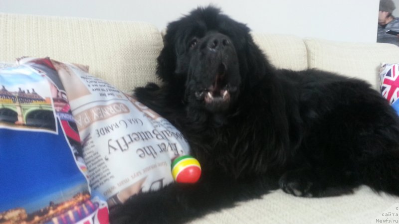 Фото: ньюфаундленд Кипер Соул Симба