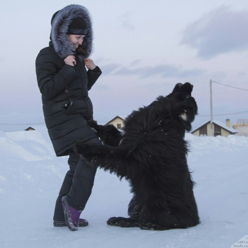 Фото: ньюфаундленд Кипер Соул Симба