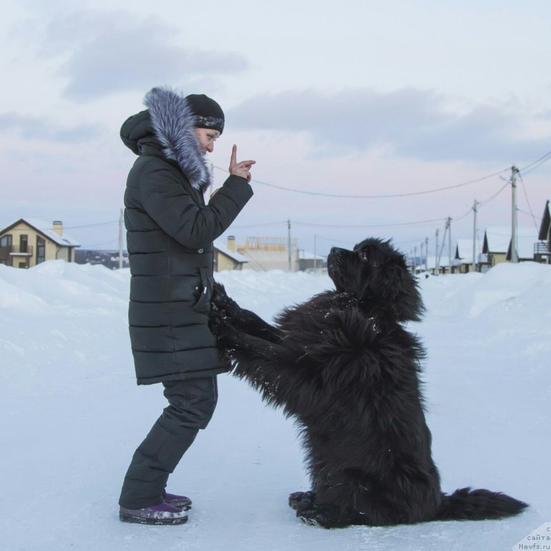 Фото: ньюфаундленд Кипер Соул Симба