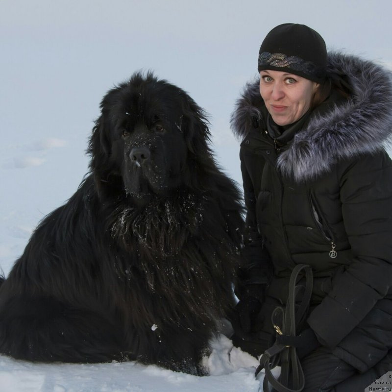 Фото: ньюфаундленд Кипер Соул Симба