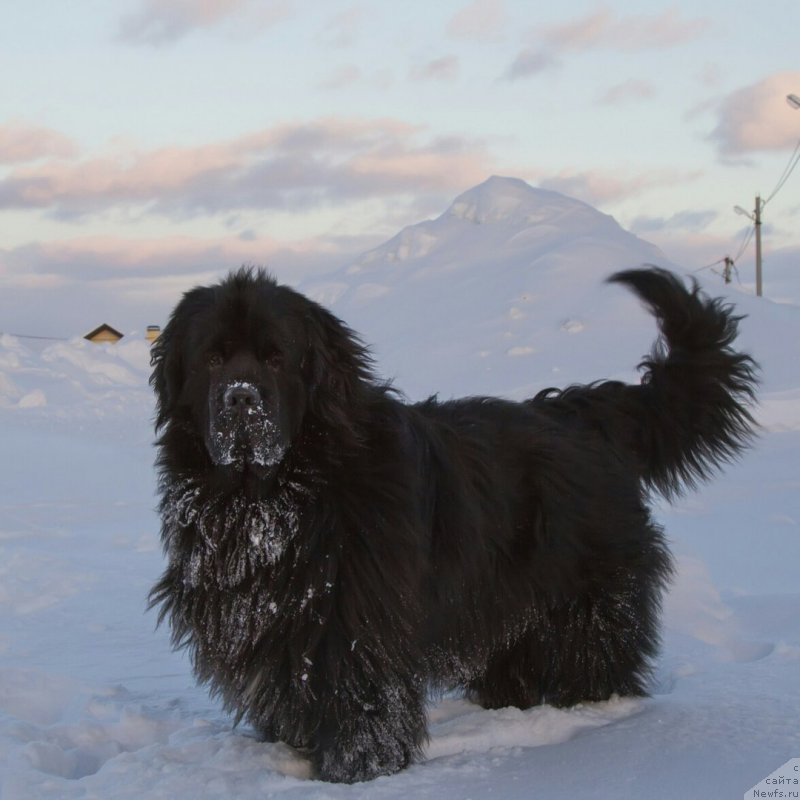 Фото: ньюфаундленд Кипер Соул Симба