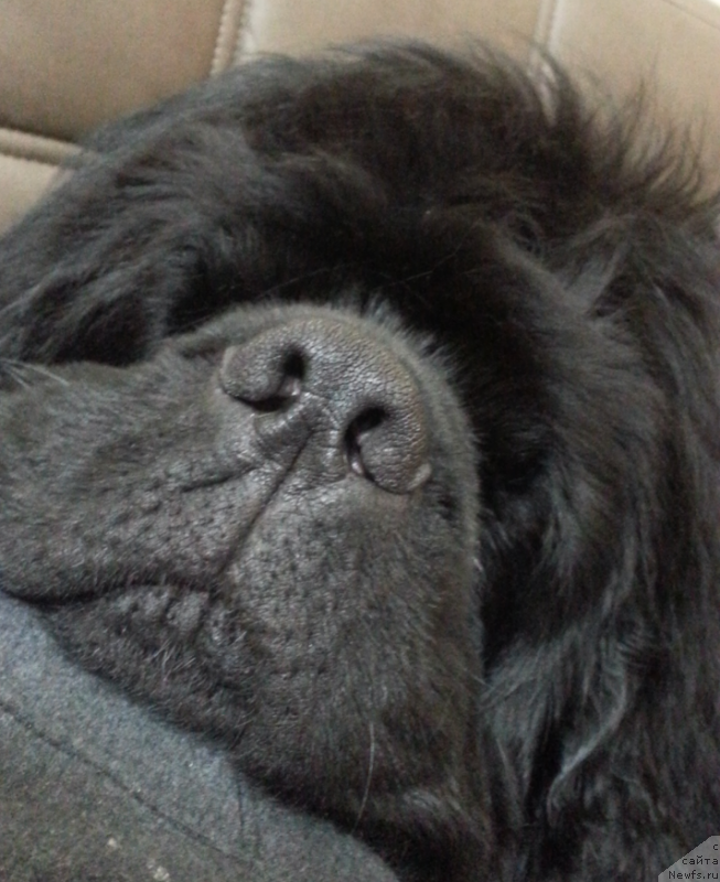 Фото: ньюфаундленд Кипер Соул Симба